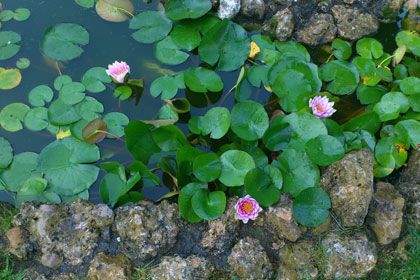 Jardinería Costa plantas de agua