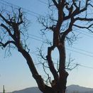 Jardinería Costa arbol podado